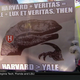 Illustration for article titled Yale Cites Wikipedia: Your emCollege GameDay/em Sign Roundup